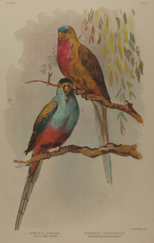 Broinowski Birds of Australia