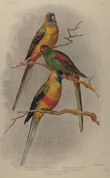 Broinowski Birds of Australia