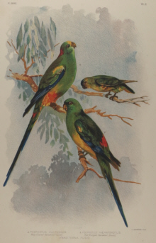 Broinowski Birds of Australia