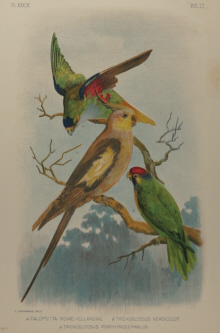 Broinowski Birds of Australia