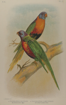 Broinowski Birds of Australia