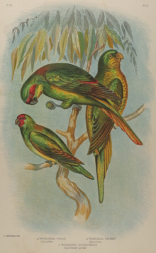 Broinowski Birds of Australia