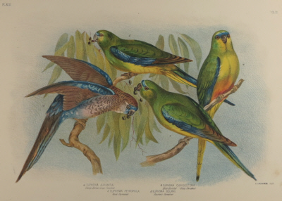 Broinowski Birds of Australia