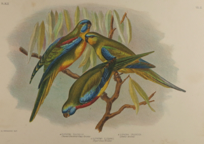 Broinowski Birds of Australia