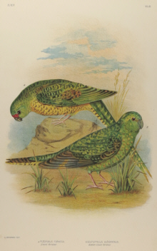 Broinowski Birds of Australia