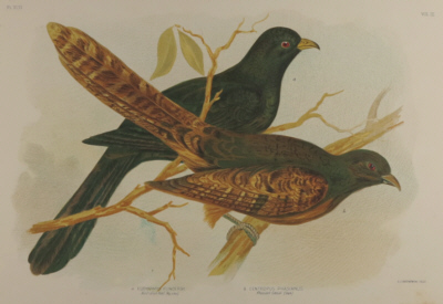 Broinowski Birds of Australia