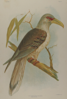 Broinowski Birds of Australia