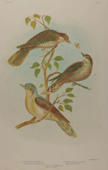 Broinowski Birds of Australia