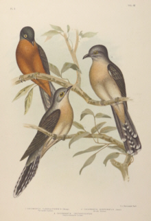 Broinowski Birds of Australia