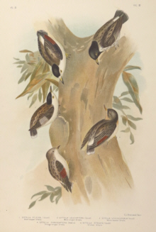 Broinowski Birds of Australia