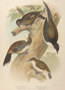 Broinowski Birds of Australia