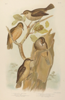 Broinowski Birds of Australia