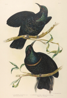 Broinowski Birds of Australia