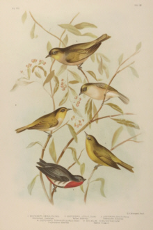 Broinowski Birds of Australia