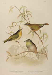 Broinowski Birds of Australia