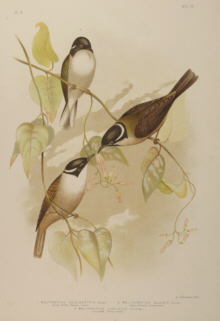 Broinowski Birds of Australia