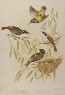 Broinowski Birds of Australia