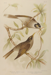 Broinowski Birds of Australia