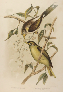 Broinowski Birds of Australia