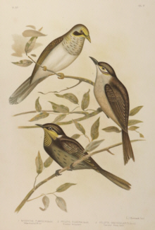 Broinowski Birds of Australia