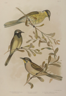 Broinowski Birds of Australia