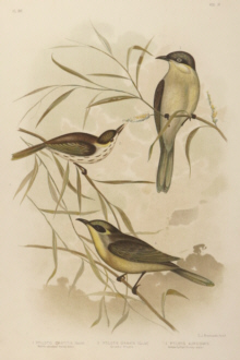 Broinowski Birds of Australia