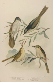 Broinowski Birds of Australia