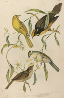 Broinowski Birds of Australia