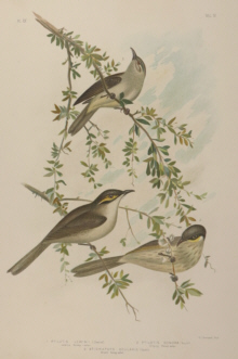 Broinowski Birds of Australia