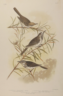 Broinowski Birds of Australia