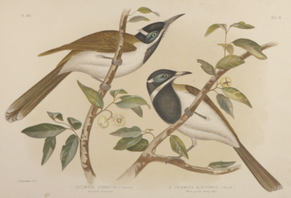 Broinowski Birds of Australia