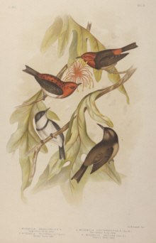 Broinowski Birds of Australia