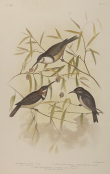 Broinowski Birds of Australia