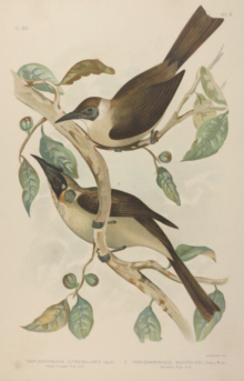 Broinowski Birds of Australia