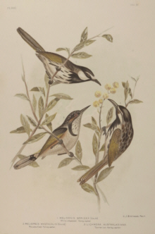 Broinowski Birds of Australia