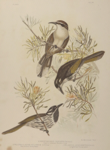 Broinowski Birds of Australia