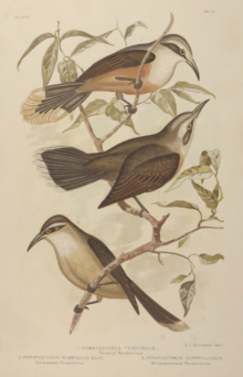 Broinowski Birds of Australia