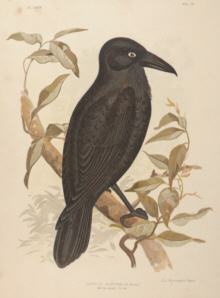 Broinowski Birds of Australia