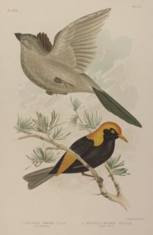 Broinowski Birds of Australia