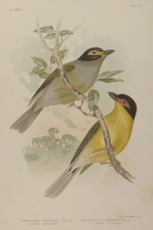 Broinowski Birds of Australia