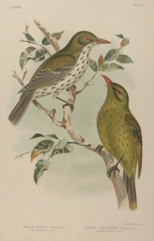 Broinowski Birds of Australia