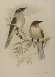 Broinowski Birds of Australia