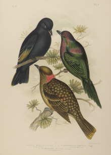 Broinowski Birds of Australia