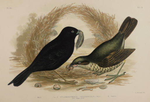 Broinowski Birds of Australia