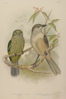 Broinowski Birds of Australia