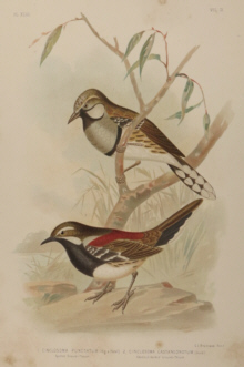 Broinowski Birds of Australia