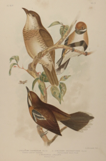 Broinowski Birds of Australia