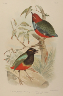 Broinowski Birds of Australia