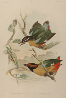 Broinowski Birds of Australia