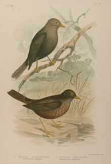 Broinowski Birds of Australia